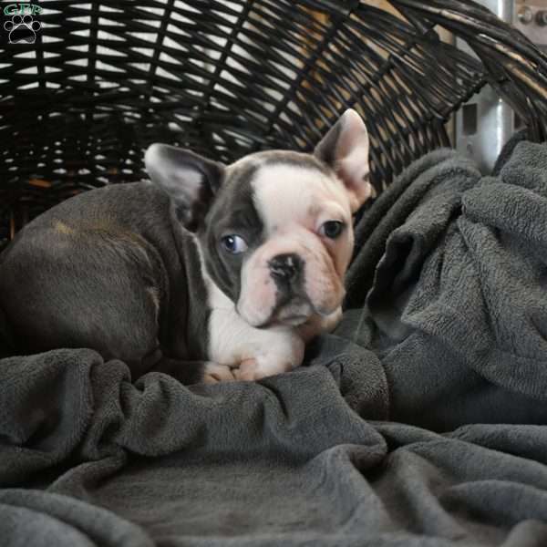 Otto, Frenchton Puppy